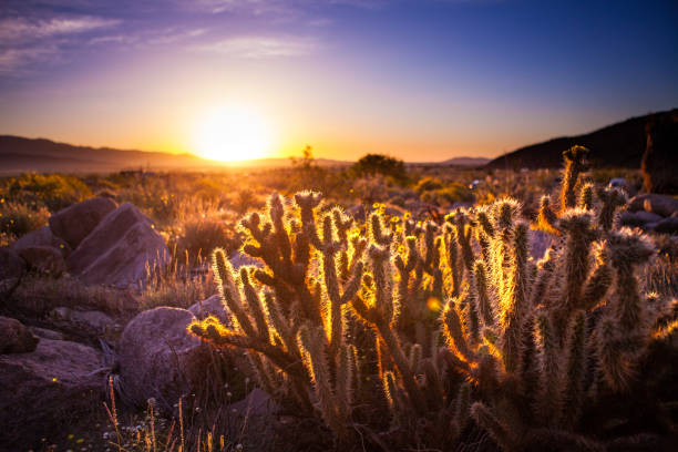 istock Gander's Cholla Cactus At Sunrise, Anza-Borrego Desert State Park 691740592