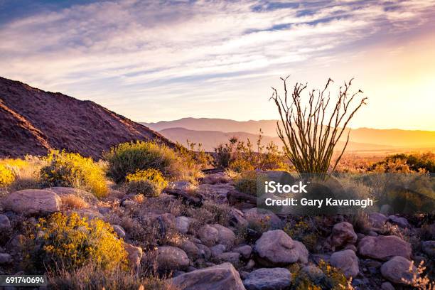 Borrego Palm Canyon Alluvial Fan At Sunrise With Ocotillo Silhouette Stock Photo - Download Image Now