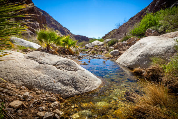 Borrego Palm Canyon Creek, Anza-Borrego Desert State Park Creek water flowing from the Borrego Palm Canyon Oasis, with young fan palms taking root along the bank, Anza-Borrego Desert State Park, in the Colorado Desert, San Diego County, California. anza borrego desert state park stock pictures, royalty-free photos & images