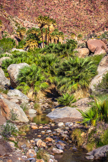 istock Borrego Palm Canyon Oasis, Anza-Borrego Desert State Park 691741270