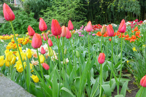 istock colorful tulip field in the park 691743490