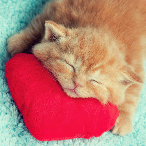 istock Little kitten sleeping on the red heart-shaped pillow 691744174