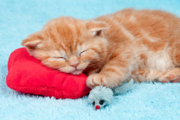 istock Little kitten sleeping on the red heart-shaped pillow 691744782