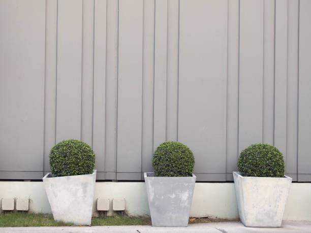 istock Trees planted in pots in front of a gray wall. 691750528