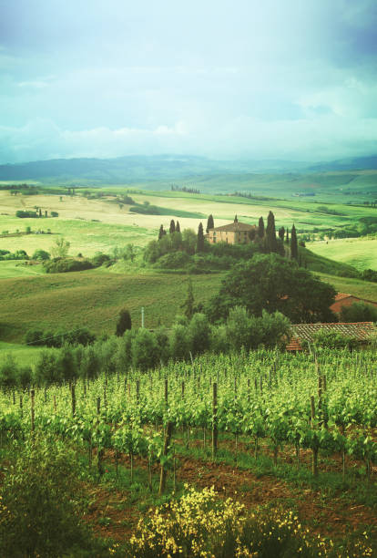 Vineyard in rolling landscape, Greve in Chianti region, Tuscany Italy.