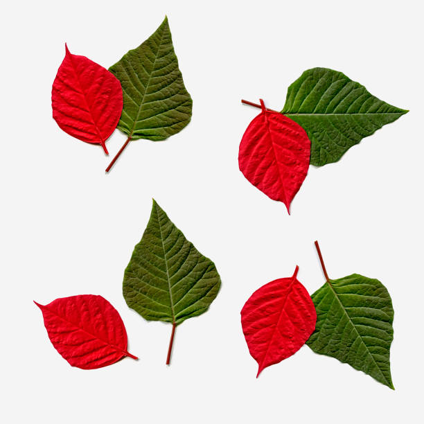 istock leaves in red and green 691753906