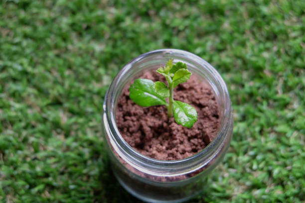 istock The plant grows in a glass jar placed on a lawn. 691754636