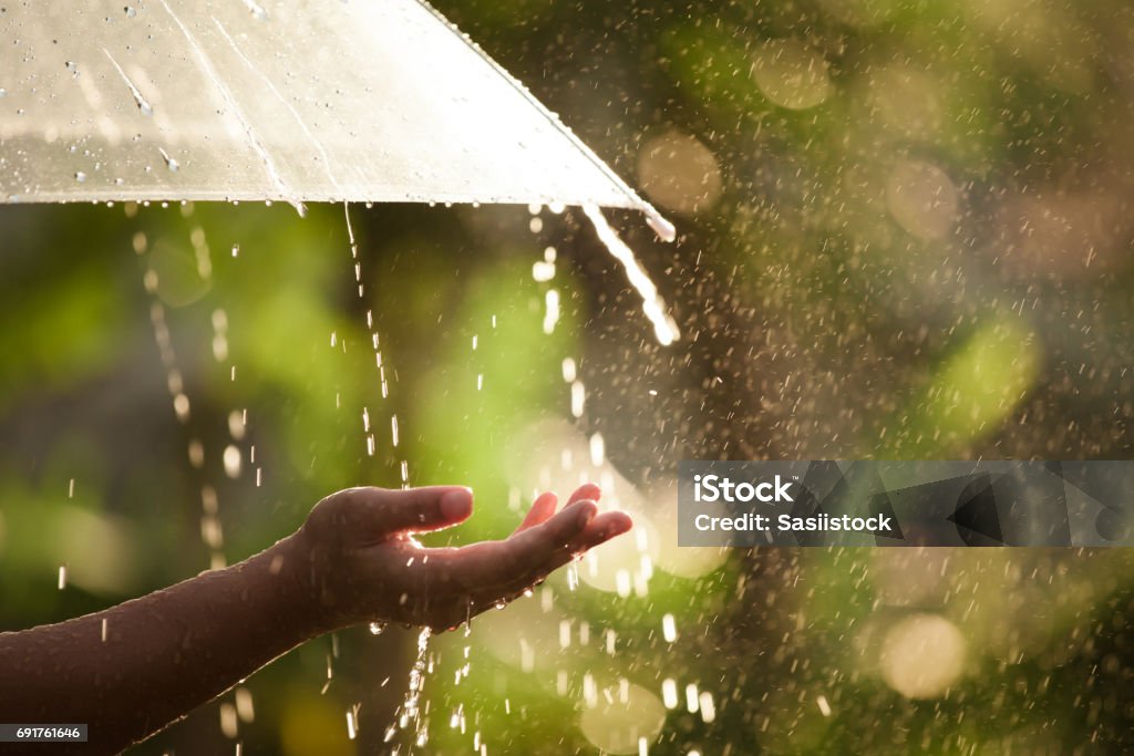 Woman hand with umbrella in the rain Woman hand with umbrella in the rain in green nature background Rain Stock Photo