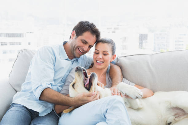 happy couple petting their yellow labrador on the couch - comfortable relaxation sofa men imagens e fotografias de stock