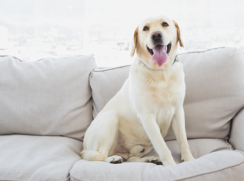 Yellow labrador sitting on the couch