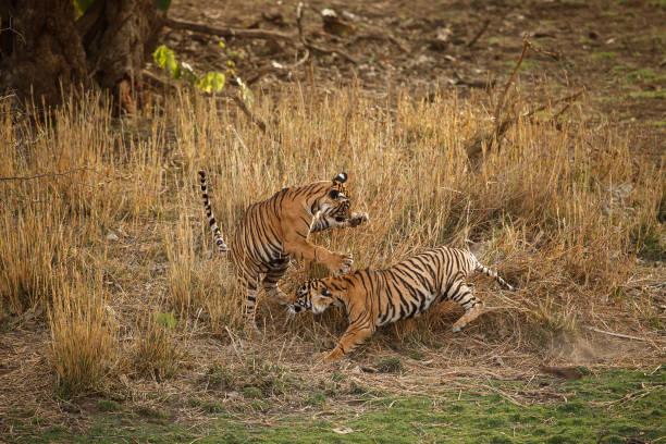 istock Bengal tiger cubs fighting for dominance 691772232