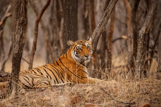 istock Bengal tiger resting in the shadow 691773130