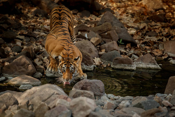 istock Tiger female drinking water 691775288