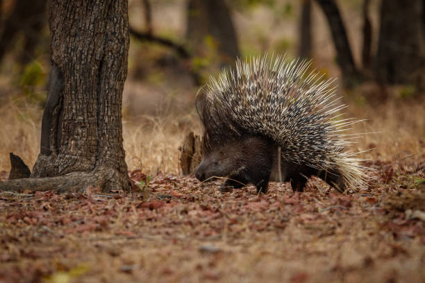 Indian porcupine in the dayilight Porcupine in the nature habitat. Indian porcupine in the dayilight. Wildlife scene with very rare and elusive animal. Nocturnal animal in the beautiful indian forest. Hystrix indica porcupine hedgehog rodent animal stock pictures, royalty-free photos & images