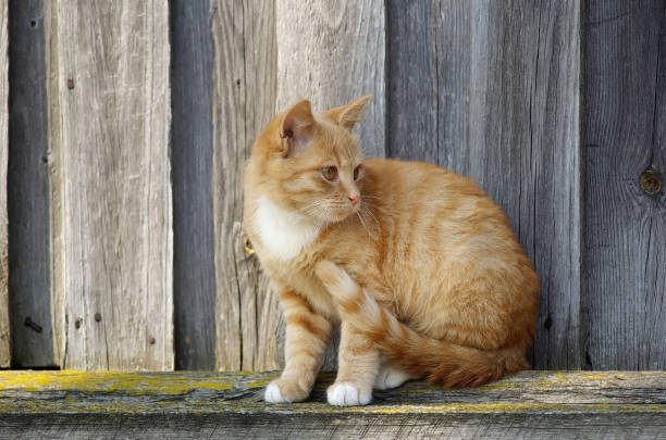 istock Close-up of ginger cat 691779164