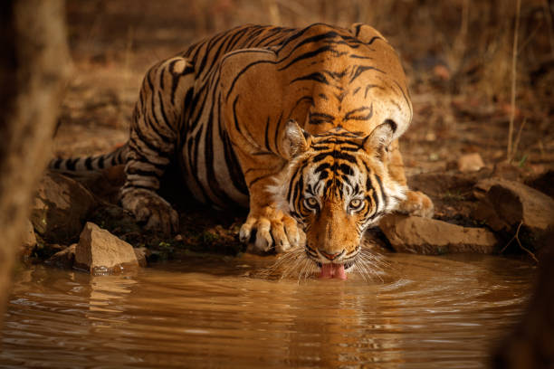 Tiger male drinking water Tiger in the nature habitat. Tiger male drinking water. Wildlife scene with danger animal. Hot summer in Rajasthan, India. Dry trees with beautiful indian tiger, Panthera tigris carnivorous photos stock pictures, royalty-free photos & images