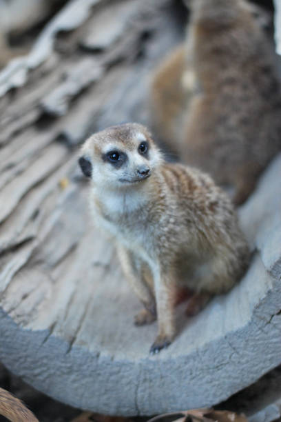 istock African mammal meerkat or suricate watching out for danger 691789284