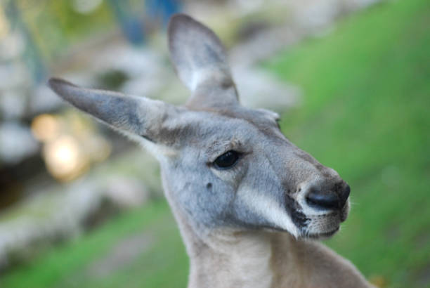 istock Portrait of a kangaroo, kangaroo close up 691789306
