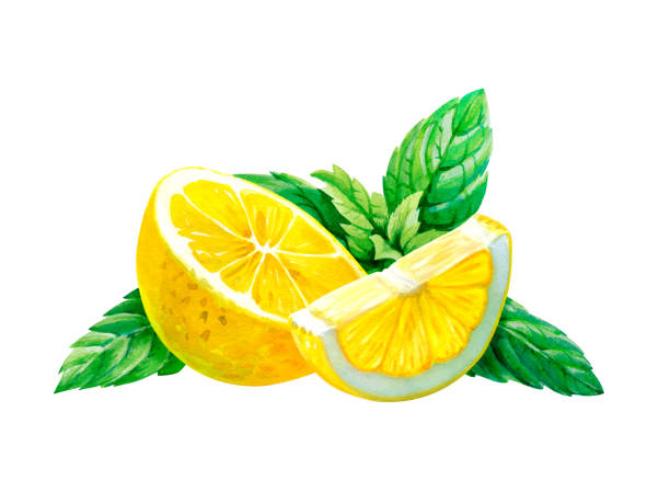 cytryna z liśćmi mięty wyizolowana na białej ilustracji akwareli - lemon isolated clipping path white background stock illustrations