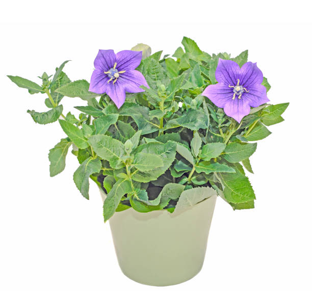 istock Platycodon grandiflorus astra blue, balloon flower with buds and green leafs, isolated 691799228