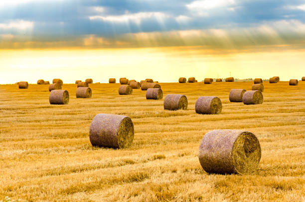 istock Sunset, sunrise over farm field with hay bales 691802138