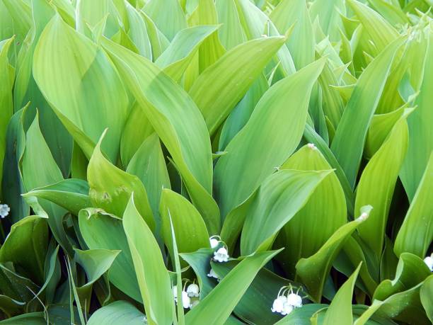 istock Spring lilies of the valley in a forest glade close-up 691807230