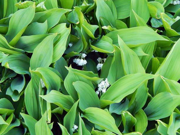 istock Spring lilies of the valley in a forest glade close-up 691807366