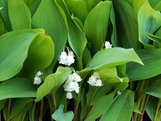 istock Spring lilies of the valley in a forest glade close-up 691807498