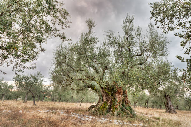 The Puglia region of Italy is filled with ancient olive trees like this one.