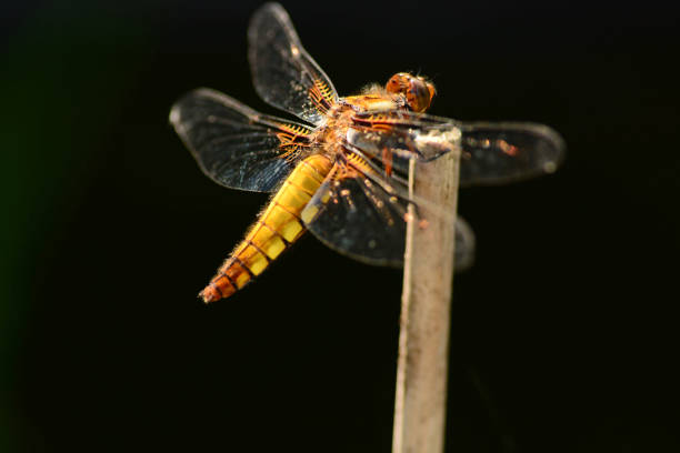 Libellula depressa on top of a reed stem. Macro and Black lit technique.