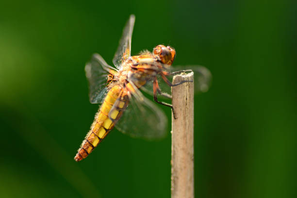 Female gold colored Darter wrapped in sunlght.\n