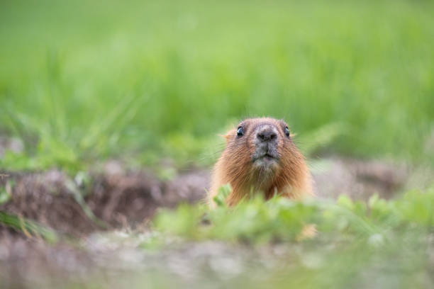 Steppe marmot Young steppe marmot in natural reserve "Divnogorie", Russia woodchuck photos stock pictures, royalty-free photos & images