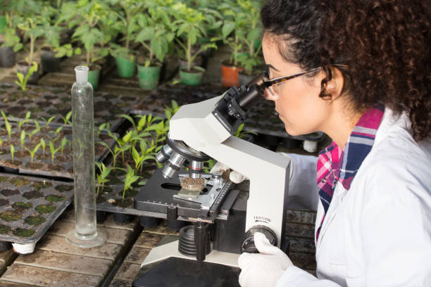Biologist working with microscope in greenhouse Young biologist looking at microscope with seedlings around her in greenhouse. Microbiology, biotechnology and bioengineering concept biologist stock pictures, royalty-free photos & images