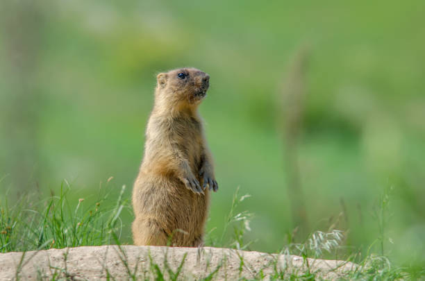marmota de estepa - groundhog day fotografías e imágenes de stock