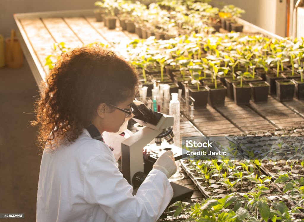 Biologist looking in microscope in greenhouse Young biologist looking at microscope with seedlings around her in greenhouse. Microbiology, biotechnology and bioengineering concept Biotechnology Stock Photo
