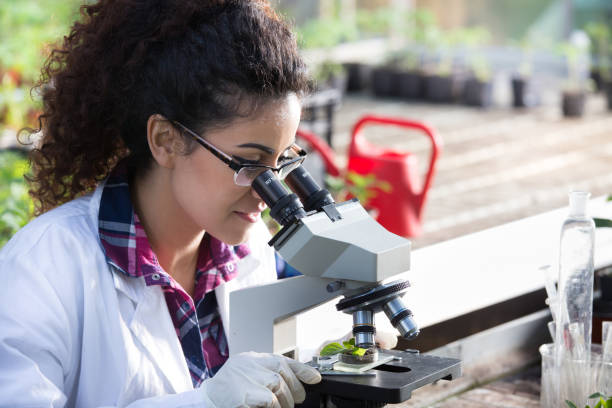 istock Biologist looking in microscope in greenhouse 691833552