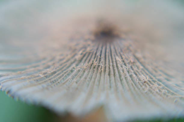 istock Macro view of mushroom 691835976