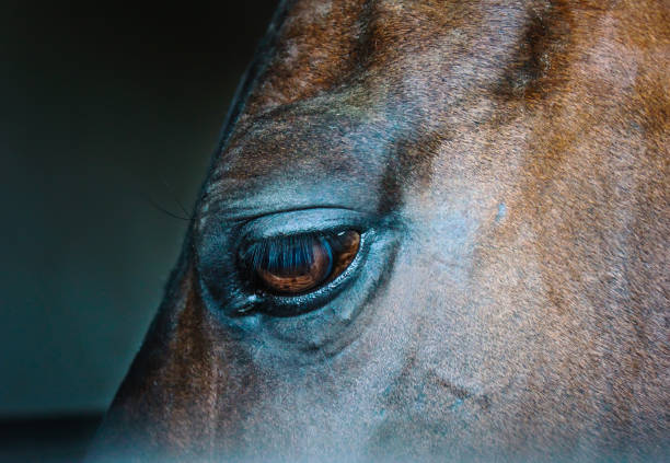 istock Eye of a horse on a dark background 691837248