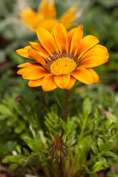 istock Gazania Gazoo, Yellow Daisy Flower 691839382