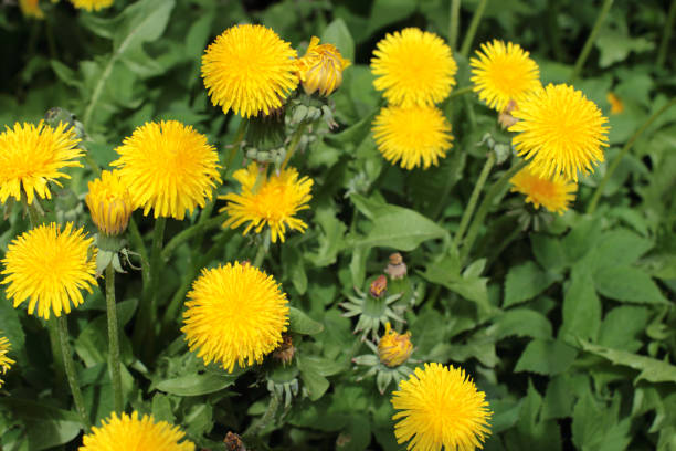 istock yellow flowers dandelion on green background 691839608