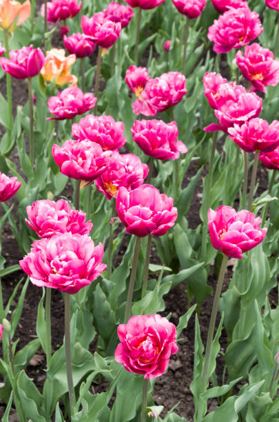 チューリップベッド - ottawa tulip festival ストックフォトと画像