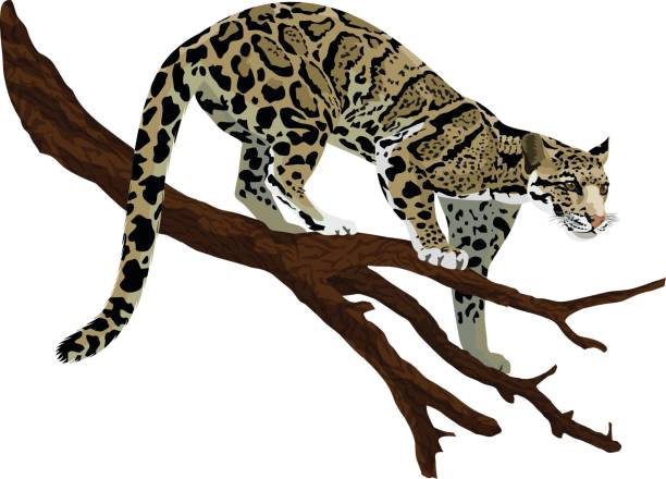 vector clouded leopard (neofelis nebulosa) vector clouded leopard (neofelis nebulosa) clouded leopard stock illustrations