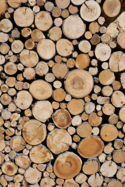 Timber - Wood stock photo