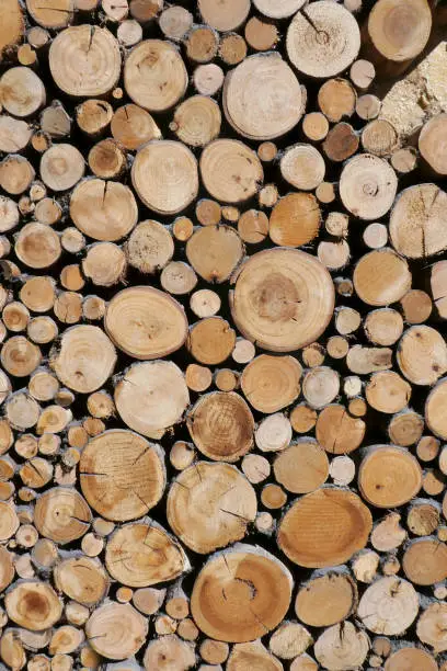 Photo of Timber - Wood