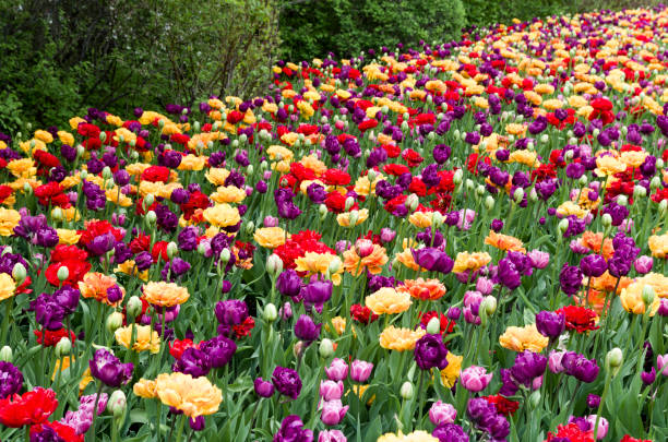 チューリップベッド - ottawa tulip festival ストックフォトと画像