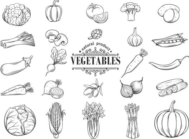 ilustraciones, imágenes clip art, dibujos animados e iconos de stock de vector dibujado a mano verduras iconos conjunto. decorativo - onion