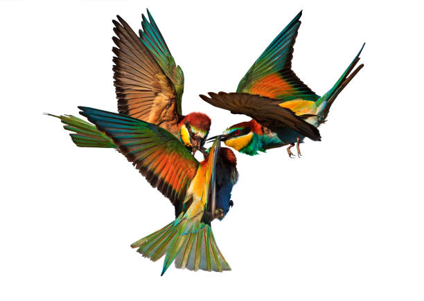 istock Epic battle exotic birds isolated on white 691856166