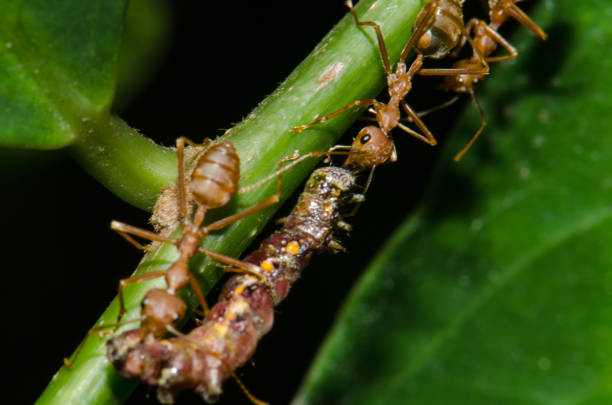 istock Ants to help the victim with the nest. 691856610