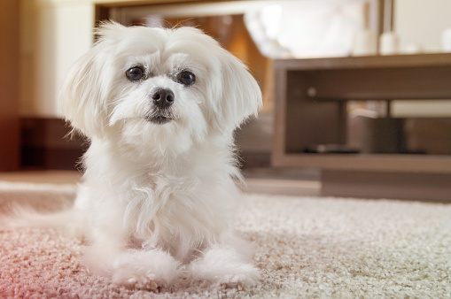 Perro maltés blanco se encuentra en la alfombra y mirando hacia el futuro photo