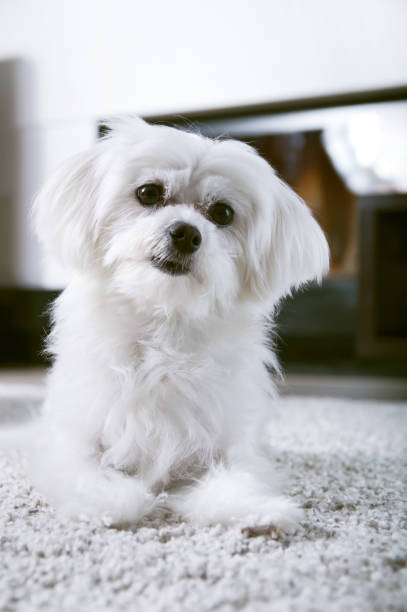 istock White maltese dog sitting on carpet and looking ahead 691860794